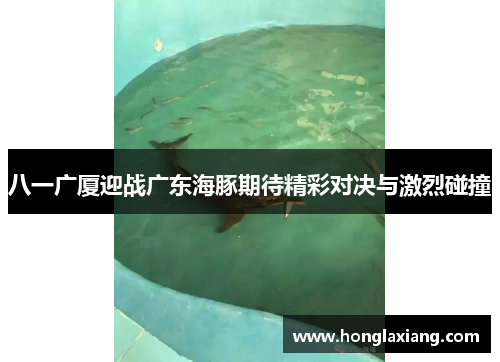 八一广厦迎战广东海豚期待精彩对决与激烈碰撞